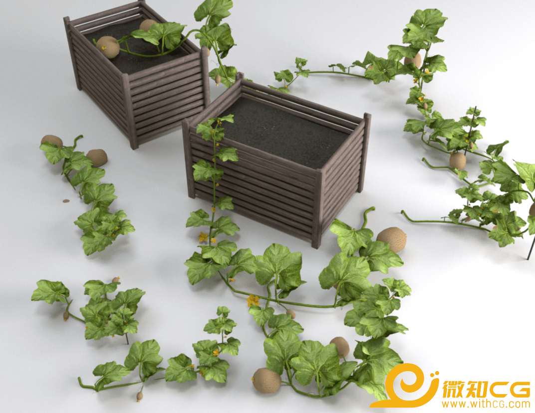 种植箱甜瓜秧3D模型OBJ格式