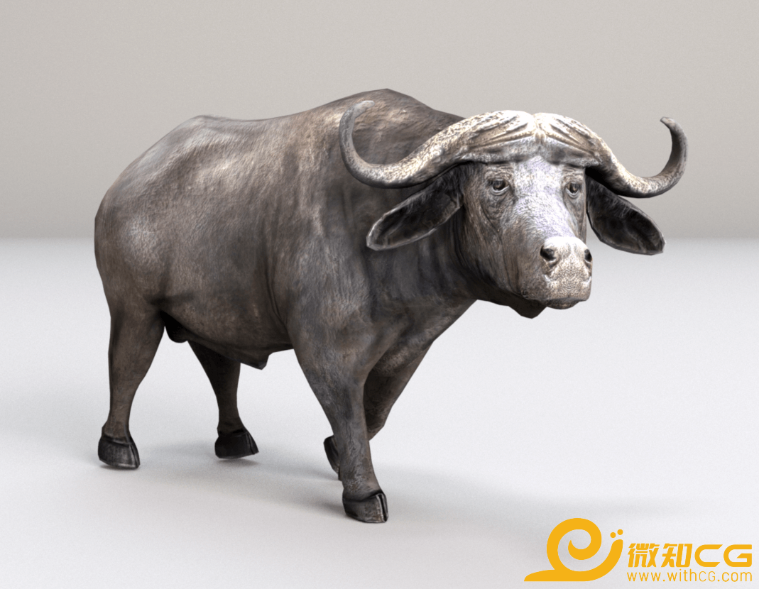 非洲水牛野生草原水牛农耕水牛3D模型