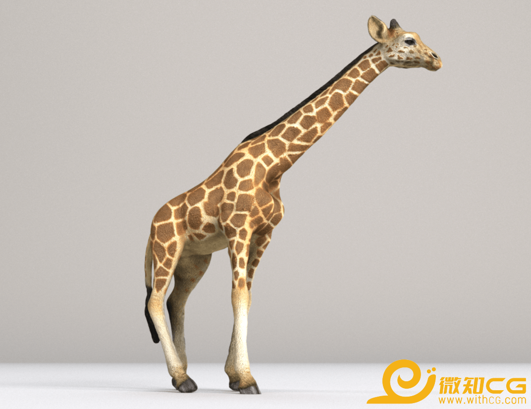 动物长颈鹿3D模型